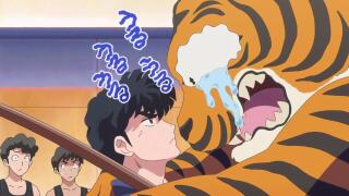 Котогейзер 