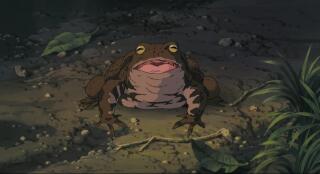 Японская жаба квакает