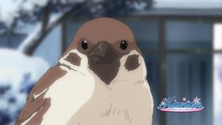 Полевой воробей подмигивает и улетает