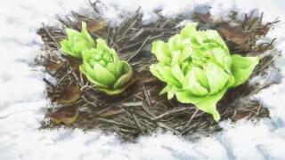 Подснежники расцвели