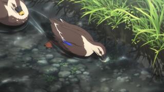 Черные кряквы плавают, кушают и крякают