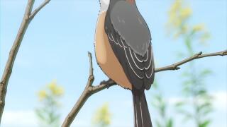 Японский сорокопут сидит на веточке и вычесывается