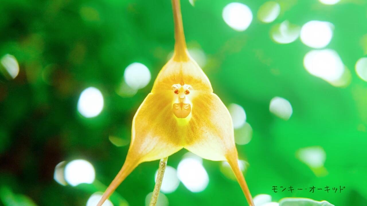 Shokubutsu no Kimochi-hen постер