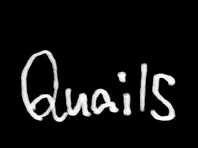 Quails постер