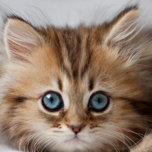 kitty nyaa
