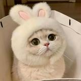 Кусь 🐾