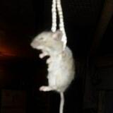 Алексей Чечуков